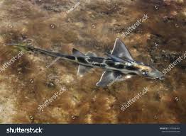 Image result for Callorhinchus capensis