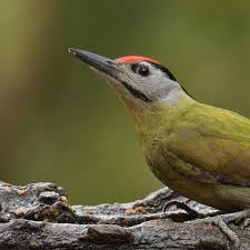 Attēlu rezultāti vaicājumam “Picus canus”