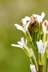 Attēlu rezultāti vaicājumam “Arabis hirsuta flower”