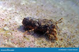 Image result for Scyllarides latus