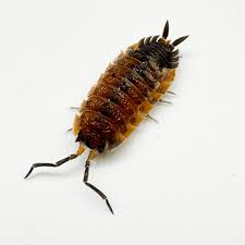 Attēlu rezultāti vaicājumam “Porcellio scaber”