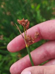 Attēlu rezultāti vaicājumam “Schoenoplectus lacustris subsp. glaucus”