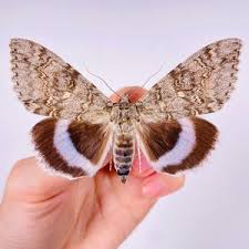 Attēlu rezultāti vaicājumam “Catocala fraxini”