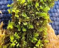 Attēlu rezultāti vaicājumam “Tritomaria exsectiformis”