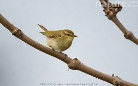 Attēlu rezultāti vaicājumam “Phylloscopus trochiloides”