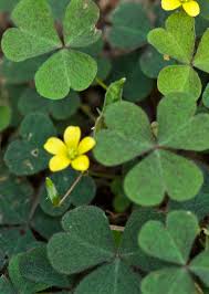 Attēlu rezultāti vaicājumam “Oxalis corniculata”