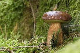 Attēlu rezultāti vaicājumam “Boletus pinophilus”