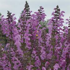 Image result for Salvia pratensis