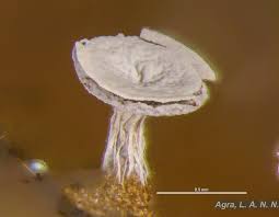 Attēlu rezultāti vaicājumam “Diderma chondrioderma macro”
