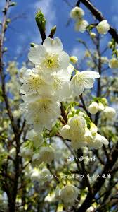 Image result for 緋寒桜