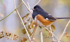 Image result for Pipilo erythrophthalmus