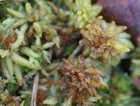 Attēlu rezultāti vaicājumam “Sphagnum magellanicum”