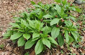 Attēlu rezultāti vaicājumam “Scopolia carniolica”