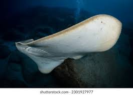 Image result for Gymnura altavela