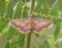 Attēlu rezultāti vaicājumam “Idaea muricata”
