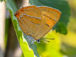 Attēlu rezultāti vaicājumam “Thecla betulae female”