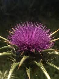 Attēlu rezultāti vaicājumam “Silybum marianum fruit”