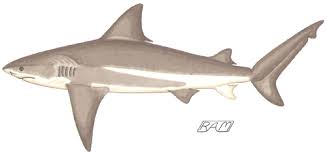 Image result for Carcharhinus