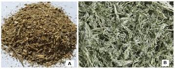 Attēlu rezultāti vaicājumam “Artemisia absinthium leaf”