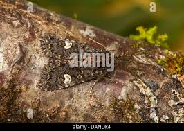 Attēlu rezultāti vaicājumam “Melanchra persicariae imago”