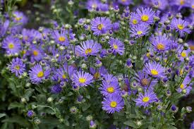 Image result for Aster amellus