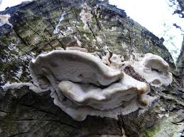 Attēlu rezultāti vaicājumam “Trametes suaveolens”