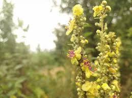 Attēlu rezultāti vaicājumam “Verbascum densiflorum bud”