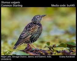 Attēlu rezultāti vaicājumam “Sturnus vulgaris”