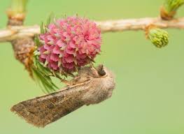Attēlu rezultāti vaicājumam “Orthosia sp. larva”