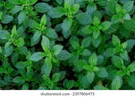 Attēlu rezultāti vaicājumam “Urtica urens leaf”