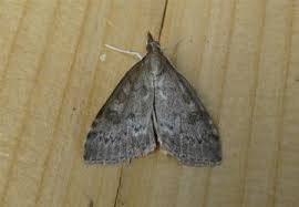 Attēlu rezultāti vaicājumam “Udea prunalis”