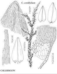 Attēlu rezultāti vaicājumam “Calliergon megalophyllum”
