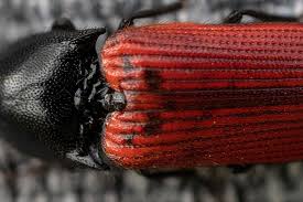 Attēlu rezultāti vaicājumam “Ampedus sanguineus”