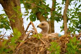 Attēlu rezultāti vaicājumam “Buteo buteo nest”