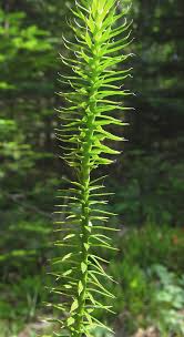 Attēlu rezultāti vaicājumam “Lycopodium annotinum”