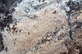 Attēlu rezultāti vaicājumam “Antrodia sinuosa”