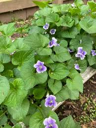 Attēlu rezultāti vaicājumam “Viola epipsila”