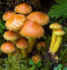 Attēlu rezultāti vaicājumam “Pholiota flammans”