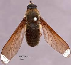 Attēlu rezultāti vaicājumam “Bombyliidae”