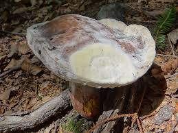 Attēlu rezultāti vaicājumam “Hypomyces chrysospermus”