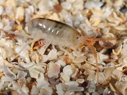 Attēlu rezultāti vaicājumam “Talitrus saltator”