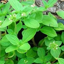 Attēlu rezultāti vaicājumam “Rubiaceae”