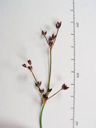 Attēlu rezultāti vaicājumam “Juncus articulatus”
