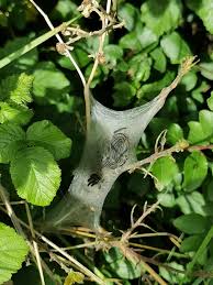 Attēlu rezultāti vaicājumam “Eriogaster lanestris larva”