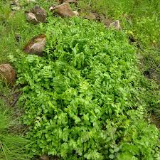 Image result for Rorippa nasturtium-aquaticum