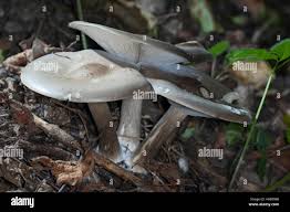 Image result for Melanoleuca rasilis var. pseudoluscina