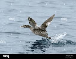 Attēlu rezultāti vaicājumam “Podiceps grisegena adult”