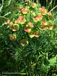 Attēlu rezultāti vaicājumam “Euphorbia cyparissias flower”