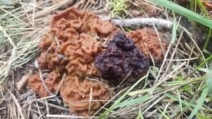 Attēlu rezultāti vaicājumam “Gyromitra gigas”