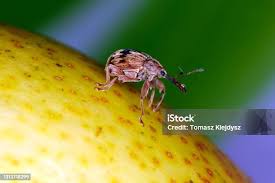 Attēlu rezultāti vaicājumam “Anthonomus pomorum”